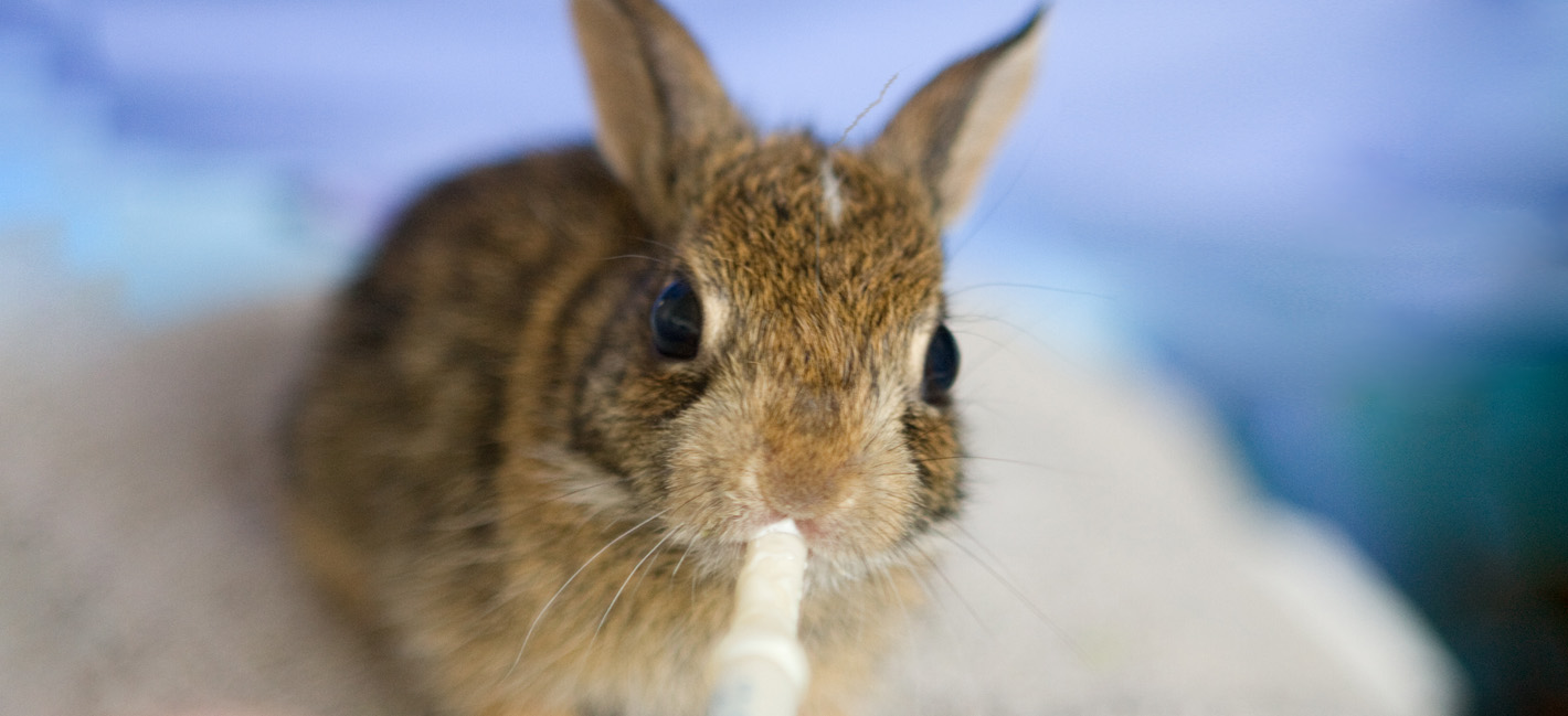 Find Out More About Rehabilitating Wildlife